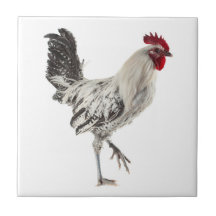 Ägyptischer Fayoumis-Rooster