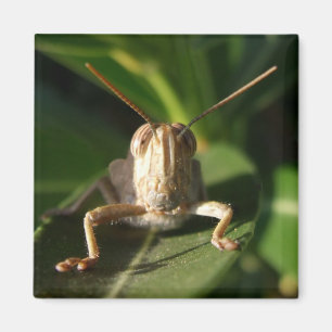 Ägyptischer Grasshopper-Insektenmagnet Magnet