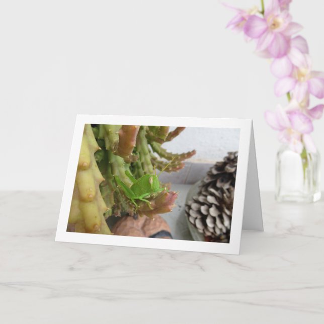 Ägyptischer Grasshopper Nymph auf der Carrion Cact Karte (Orchidee)