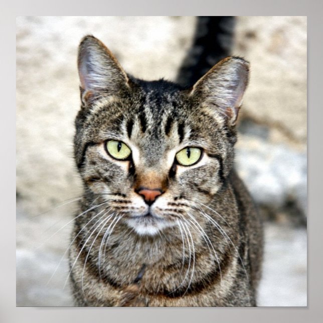 Ägyptisches Katzenposter Poster (Vorne)