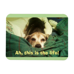 "Ah, das ist das Leben!" Beagle 3x4 Kühlschrankmag Magnet