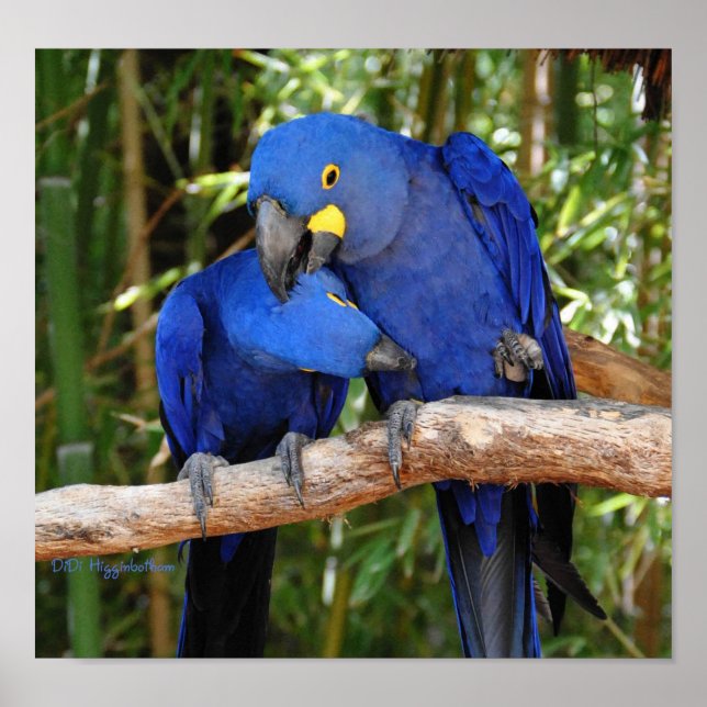 Ahh dort poster (Vorne)