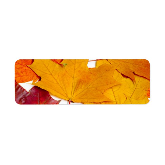 Ahorn-Blätter (Vorne)