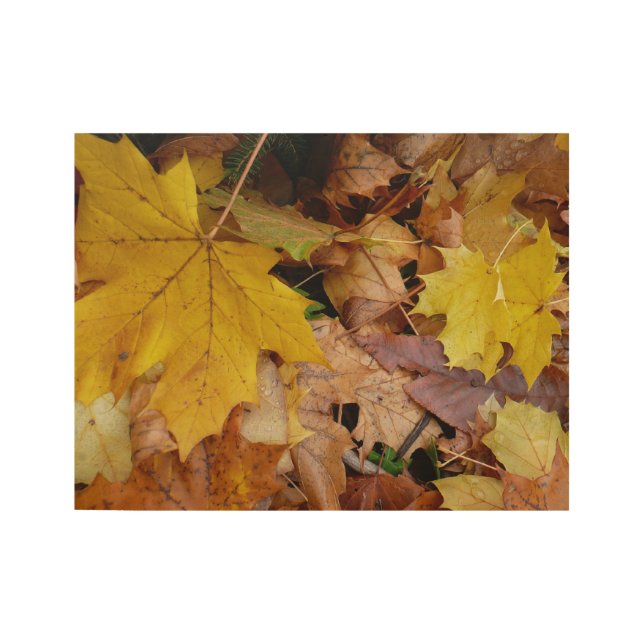 Ahorn-Blätter Gelbe Herbstnatur Holzposter (Vorderseite)