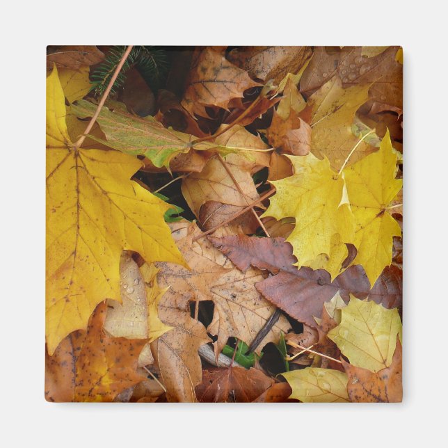 Ahorn-Blätter Gelbe Herbstnatur Magnet (Vorne)