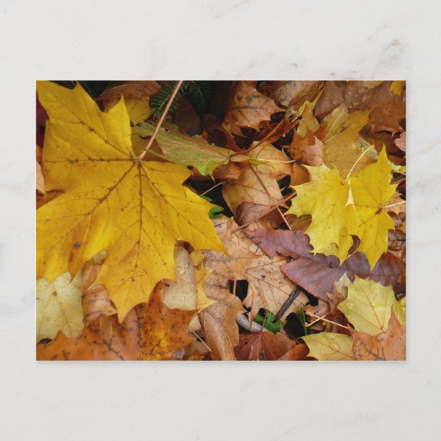 Ahorn-Blätter Gelbe Herbstnatur Postkarte (Vorderseite)