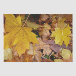 Ahorn-Blätter Gelbe Herbstnatur Seidenpapier