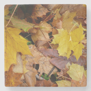 Ahorn-Blätter Gelbe Herbstnatur Steinuntersetzer
