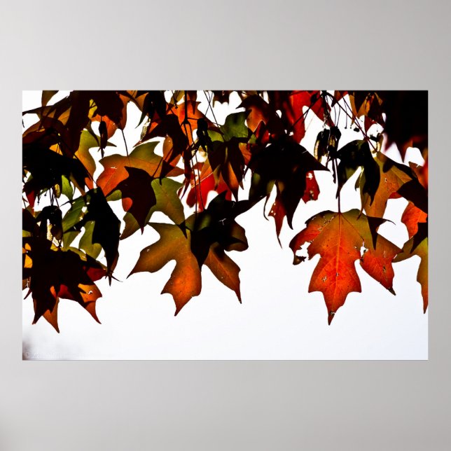 Ahorn-Blätter Herbstglühen-Poster drucken Poster (Vorne)