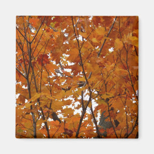 Ahorn-Blätter in den Herbstzweigen Magnet