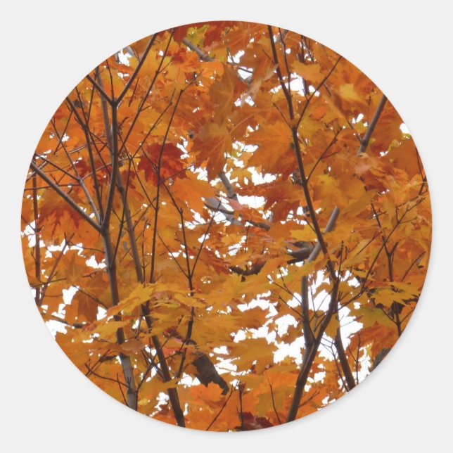 Ahorn-Blätter in den Herbstzweigen Runder Aufkleber (Vorderseite)