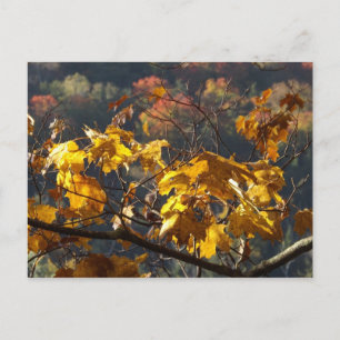 Ahorn-Blätter in Vermont Postkarte