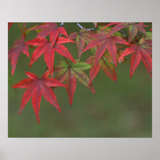 Ahorn-Blätter, Katsura, Kyoto, Japan Poster (Vorne)