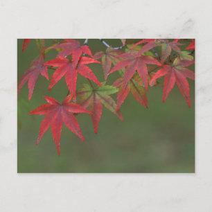 Ahorn-Blätter, Katsura, Kyoto, Japan Postkarte