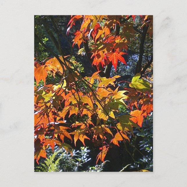 Ahorn-Blätter Postkarte (Vorderseite)