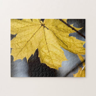 Ahorn, Fall
