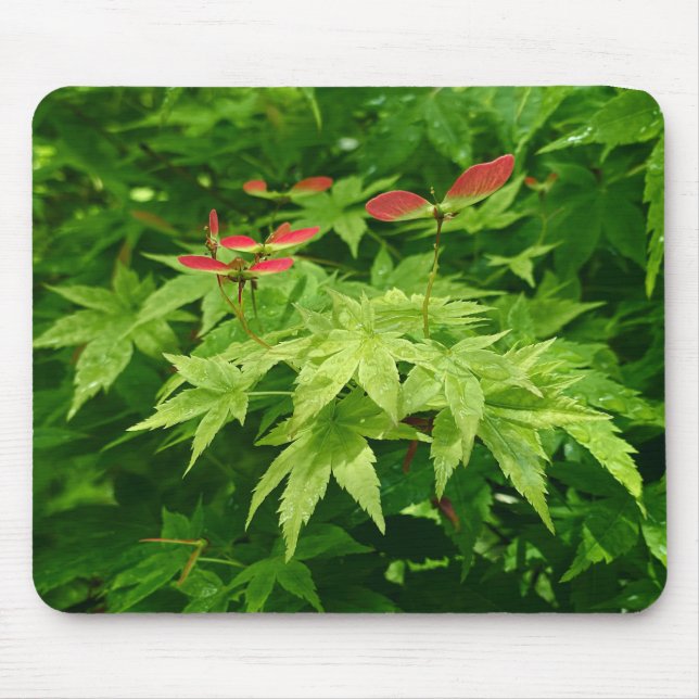 Ahorn im Frühling Mousepad (Vorne)