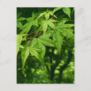 Ahorn im Frühling Postkarte