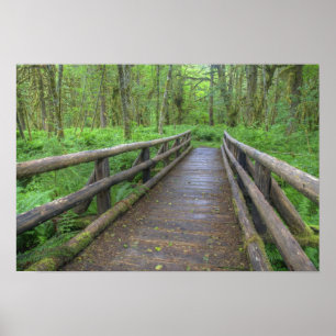 Ahornbahn Holzbrücke, Farne und Poster