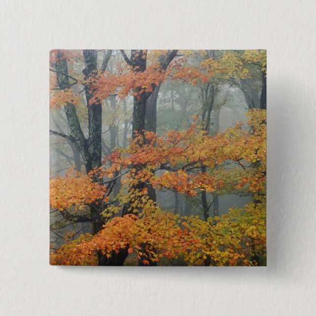 Ahornbaum, Acer rubrum, Portrait in Nebel Button (Vorderseite)
