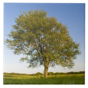 Ahornbaum auf dem Hasenfeld auf dem Ackerbau von R Fliese