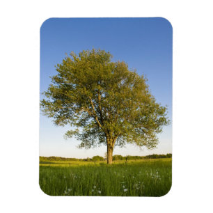 Ahornbaum auf dem Hasenfeld auf dem Ackerbau von R Magnet