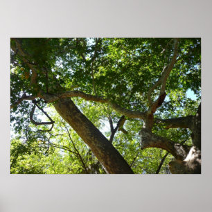 Ahornbaum Grüne Natur Poster