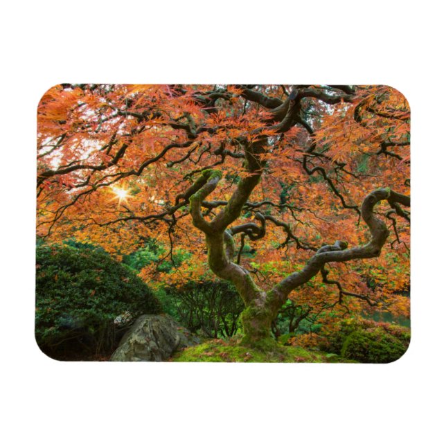 Ahornbaum im japanischen Garten im Herbst Magnet (Horizontal)