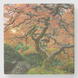 Ahornbaum im japanischen Garten im Herbst Steinuntersetzer