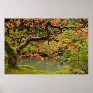 Ahornbaum im japanischen Garten-Posten Portlands Poster