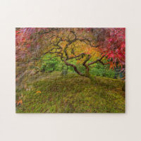Ahornbaum in Herbstfarbe