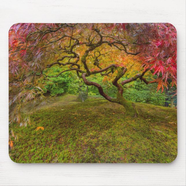 Ahornbaum in Herbstfarbe Mousepad (Vorne)