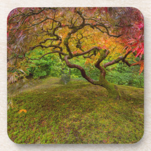 Ahornbaum in Herbstfarbe Untersetzer