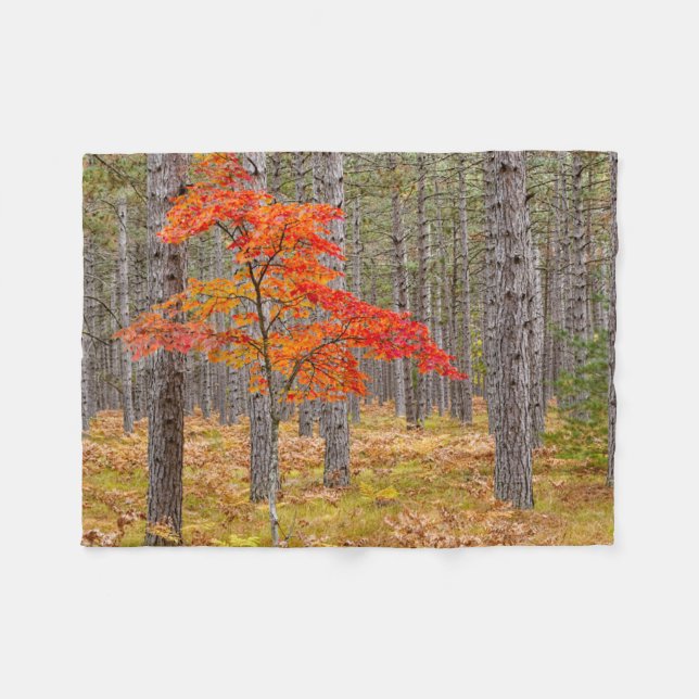 Ahornbaum mit Herbstfarben Fleecedecke (Vorderseite (Horizontal))