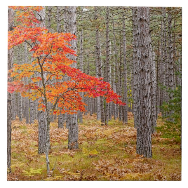 Ahornbaum mit Herbstfarben Fliese (Vorderseite)