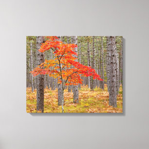 Ahornbaum mit Herbstfarben Leinwanddruck