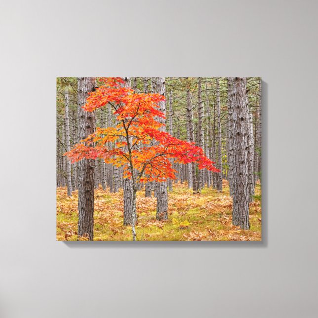 Ahornbaum mit Herbstfarben Leinwanddruck (Vorderseite)