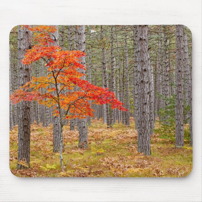 Ahornbaum mit Herbstfarben Mousepad (Vorne)