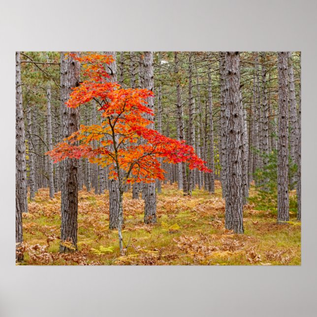 Ahornbaum mit Herbstfarben Poster (Vorne)