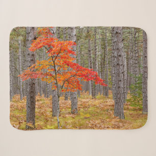 Ahornbaum mit Herbstfarben Sherpadecke