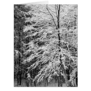 Ahornbaum mit Schnee