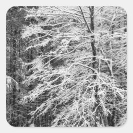 Ahornbaum mit Schnee Quadratischer Aufkleber