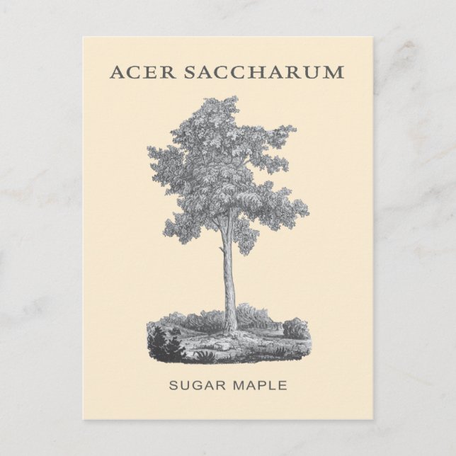 Ahornbaum mit Vintager Abbildung Postkarte (Vorderseite)
