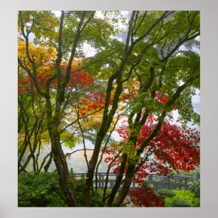 Ahornbäume Herbstfarben im japanischen Gartenposte Poster