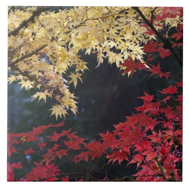 Ahornbäume im Herbst Fliese (Vorderseite)