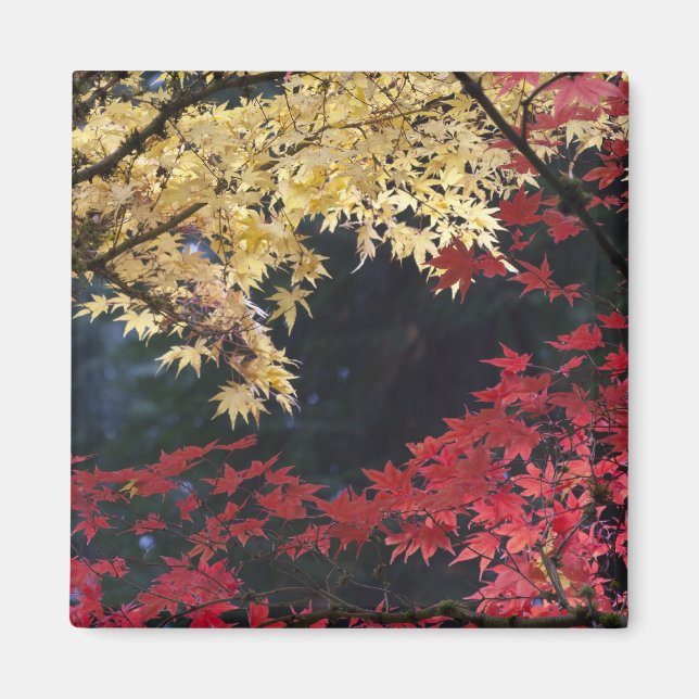 Ahornbäume im Herbst Magnet (Vorne)