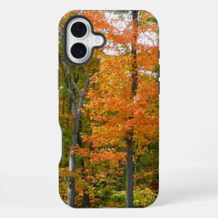 Ahornbäume im Herbst - Naturfotografie iPhone Hülle