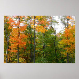 Ahornbäume im Herbst - Naturfotografie Poster