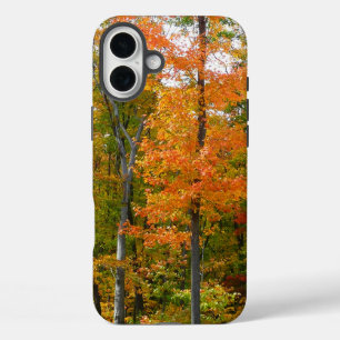 Ahornbäume im Herbst - Naturfotografie title_seo2