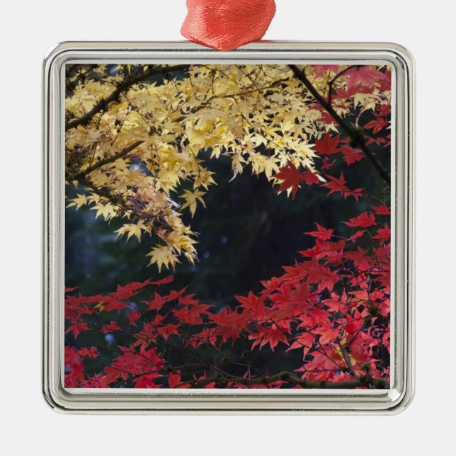 Ahornbäume im Herbst Ornament Aus Metall (Vorne)